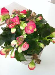 The free app for plants identification, succulent, trees & leaves. Garden Answers Plant Identification App House Plants Plants With Pink Flowers Pink Flowers