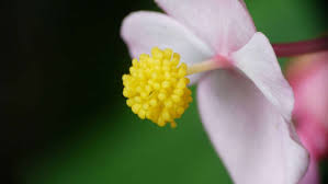 Zones us, ms, ls, cs; Gardening 101 Hardy Begonia Gardenista