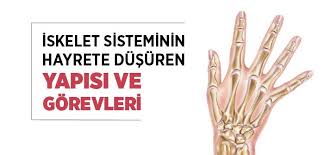 Insan Iskeleti Ve Latince Isimleri Islam Ve Ihsan