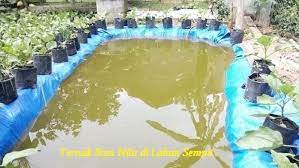 Untungnya Berapa Sih Ternak Ikan Nila Di Lahan Sempit Inilah Penjelasan Lengkapnya Ikan Hias Air Tawar Laut Dan Aquarium