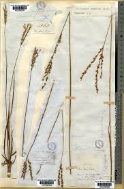 Image result for Alloteropsis semialata