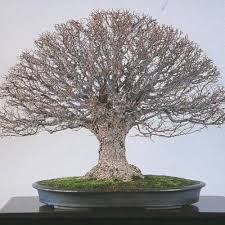 A large collection of refined tree pictures and evolution images. 10 Rekomendasi Gaya Bonsai Paling Unik Dan Menarik Ini Cocok Dijadikan Dekorasi Untuk Mempercantik Rumah