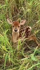 Little Cutie Video In 2020 Cute Funny Animals Baby Animals Funny Cute Baby Animals