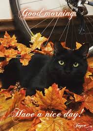 Good Morning Have A Nice Day Pumpkin Greetings Good Morning Good Morning Greeting Good Morning Quote Good Morning Poem Good M Beautiful Cats Crazy Cats Animals