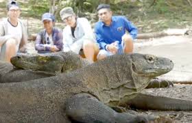 Maybe you would like to learn more about one of these? 10 Facts About The Endangered Komodo Dragon Goeco