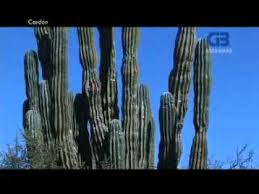 Entra y te diremos cuáles son los cinco que lo hacen a un ritmo muy alto. Cardon Youtube