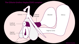 Types, symptoms, and when to seek urgent care,hernia gastroenterology,best abdominal hernia treatment support laparoscopic groin hernia repair. The Female Pleasure Anatomy Explained Natural Cycles