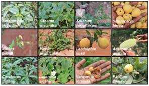 Image result for Erythrococca kirkii