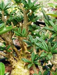 Image result for Dorstenia buchananii