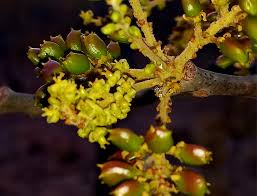 Image result for Lannea fulva