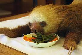 Baby 2 Toed Sloth From The Buttercup Center Sloth Two Toed Sloth Pet Toys