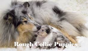 The smooth puppies born will carry the rough coat gene and can produce rough coated puppies. Collielife Rough And Smooth Collies