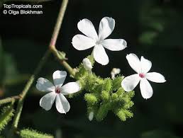 Image result for Plumbago zeylanica