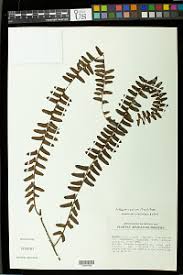 Image result for Arthropteris palisotii