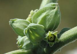 Image result for Withania