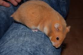 Black And White Syrian Hamster For Sale Mousery Black Beauty Timeline Black Beauties Hamster Syrian Hamster