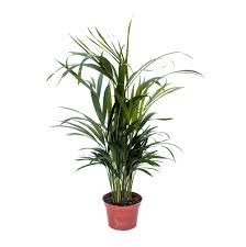 Image result for Dypsis lutescens