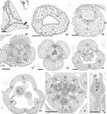 Image result for Mayaca baumii