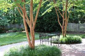 9.) paperbark maple (acer griseum). 5 Best Behaved Trees To Grace A Patio
