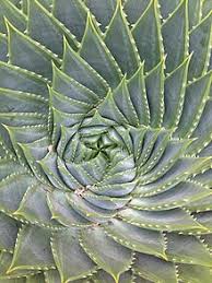Image result for Senecio pachyrhizus