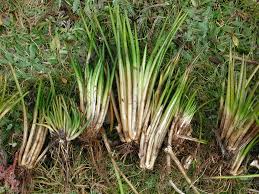 Image result for Isoetaceae