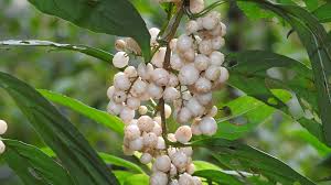 Image result for Maesa