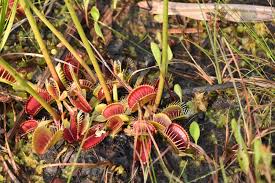 For the venus fly traps to grow into healthy plants, they need to go dormant during winters. Venus Fly Trap Plant Care Growing Tips Horticulture Co Uk