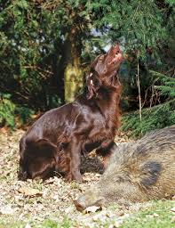 Der deutsche wachtelhund selbst ist ein sehr vielseitiger jagdgebrauchshund. Deutsch Langhaar Der Alte Forsterhund Wild Und Hund