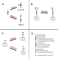 You can still email your classmates. Glycobiology And Schizophrenia A Biological Hypothesis Emerging From Genomic Research Molecular Psychiatry