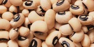 Sama seperti jenis kacang lainnya, kacang hitam menjadi sumber serat, protein, dan folat yang baik untuk segala usia, baik pria maupun wanita. 12 Aneka Jenis Kacang Enak Ini Bisa Ditemukan Di Indonesia