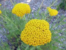Drought Tolerant Plants The Yarrows Awkward Botany