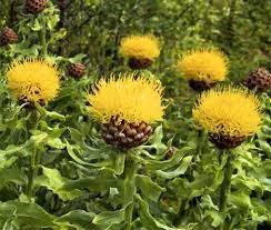 Cornflower Yellow Globe Seeds Centaurea Macrocephala Globe Flower Best Perennials Hyacinth Bean Vine
