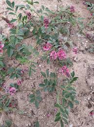 Image result for Litogyne gariepina