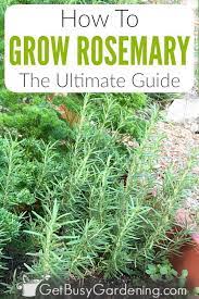 How To Grow Rosemary The Ultimate Guide Growing Rosemary Rosemary Plant Care Rosemary Plant