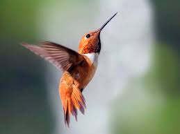 Amazon.com has been visited by 1m+ users in the past month Rufous Hummingbird Identification All About Birds Cornell Lab Of Ornithology