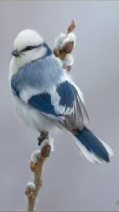 الصورة تتكلم فاسمعوها الجزء الثالث Pet Birds Beautiful Birds Animals