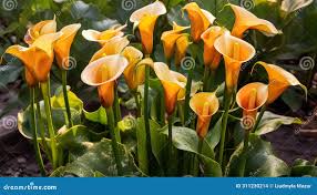 Image result for Zantedeschia aethiopica