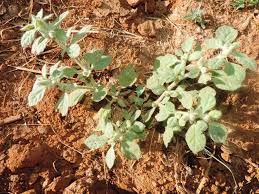 Image result for Glinus hirtus