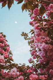 10+ aesthetic anime sakura wallpaper Cherry Blossom Wallpapers Free Hd Download 500 Hq Unsplash
