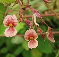 Image result for Aeschynomene