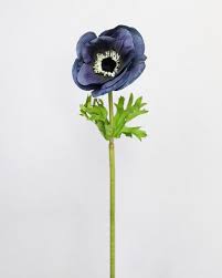 Image result for Aneilema nyasense