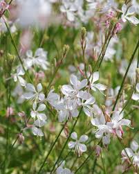 Image result for Oenothera lindheimeri