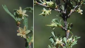 Image result for Polystachya tridentata
