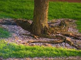 In botany, a tree is a perennial plant with an elongated stem, or trunk, supporting branches and leaves in most species.in some usages, the definition of a tree may be narrower, including only wood plants with secondary growth, plants that are usable as lumber or plants above a specified height. Do Cherry Trees Have Invasive Roots Thriving Yard