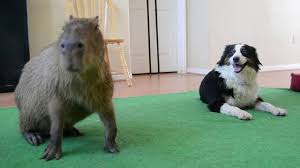 The carpincho is a very social animal and can live in groups up to a 100. Dog And Carpincho Youtube