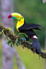 Tukan Toucan Bird Exoticbirds Pet Birds Animals Beautiful Tropical Birds