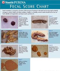 Cat Poop Color Chart World Of Reference