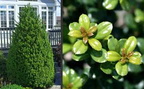Buy Steeds Pyramidal Japanese Holly