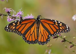 Maybe you would like to learn more about one of these? Monarch Alabama Butterfly Atlas