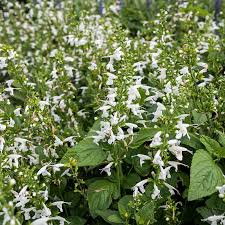 Image result for Salvia coccinea